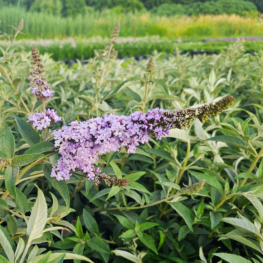 Buddleia Monarch® 'Glass Slippers' - Butterfly Bush from Hoffie Nursery