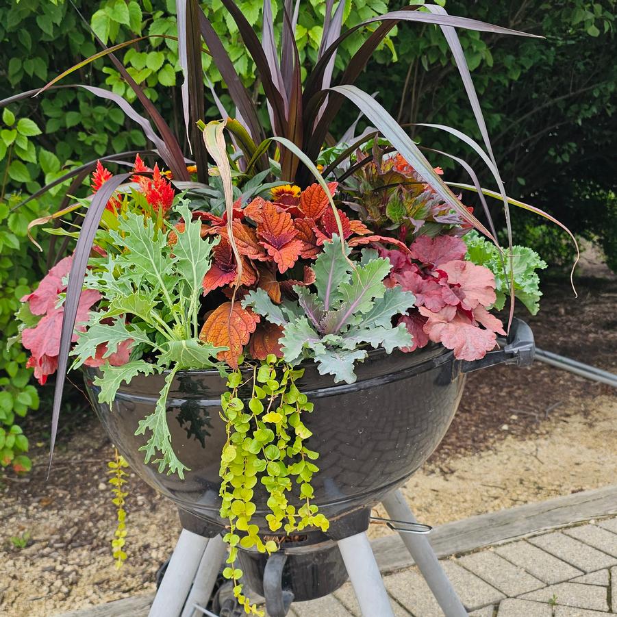 Lysimachia nummularia 'Aurea' - Creeping Jenny, Moneywort from Hoffie Nursery