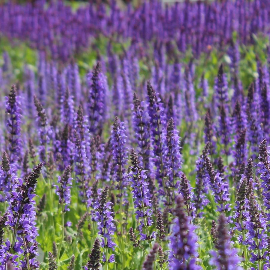 Salvia 'May Night' - Hybrid Sage from Hoffie Nursery