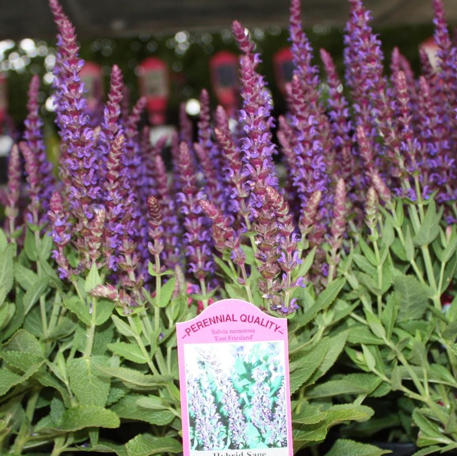 Salvia nemorosa 'East Friesland' - Hybrid Sage from Hoffie Nursery