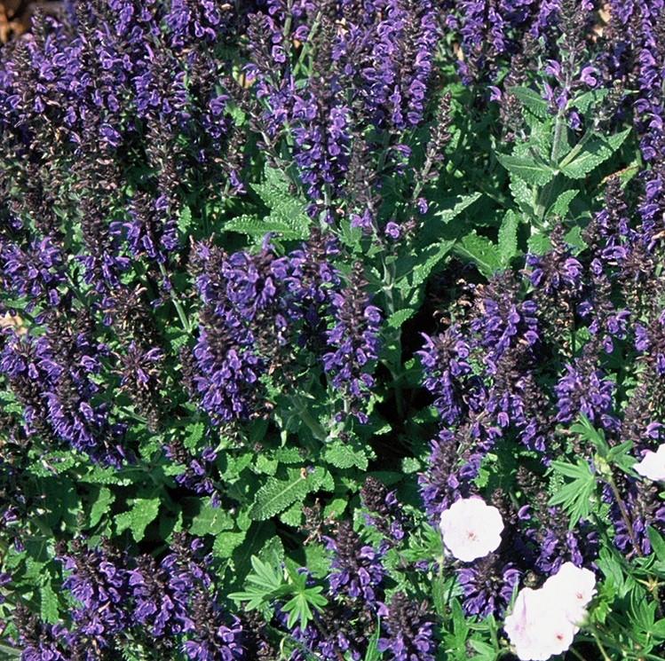 Salvia nemorosa 'Haeumanarc Marcus' - Hybrid Sage from Hoffie Nursery