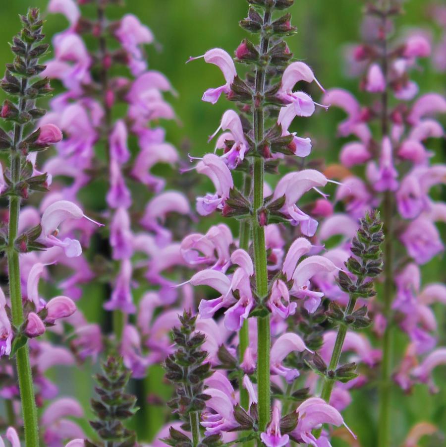 Salvia pratensis 'Eveline' - Meadow Sage from Hoffie Nursery