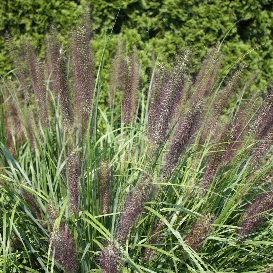Pennisetum alopecuroides 'Red Head' - Red Head Fountain Grass from Hoffie Nursery