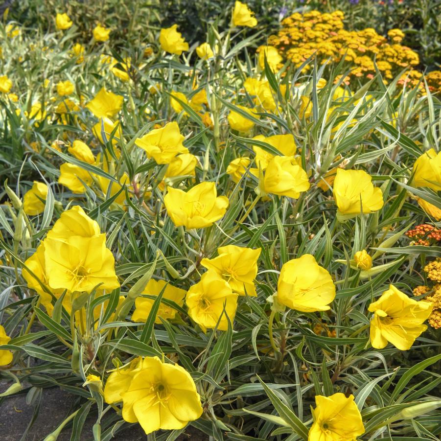 Oenothera missouriensis 'Evening Sun' - Evening Primrose from Hoffie Nursery