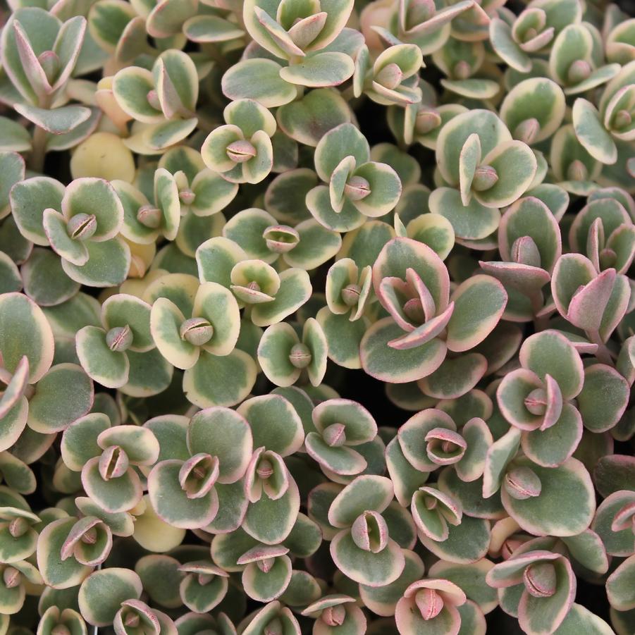 Sedum Sunsparkler® 'Lime Twister' - Variegated Stonecrop from Hoffie Nursery