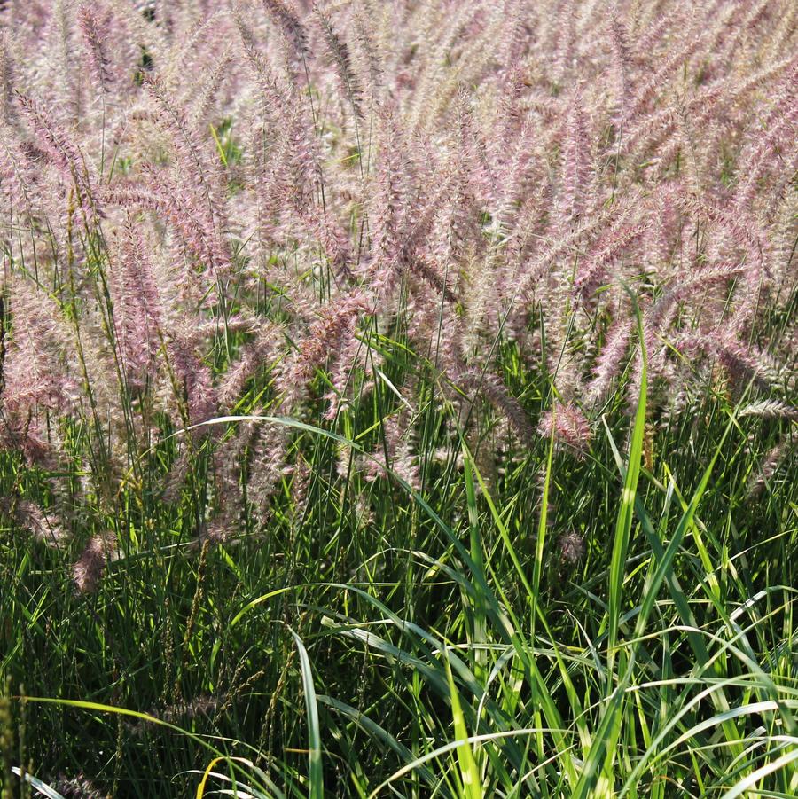 Pennisetum orientale 'Karley Rose' - Oriental Fountain Grass from Hoffie Nursery