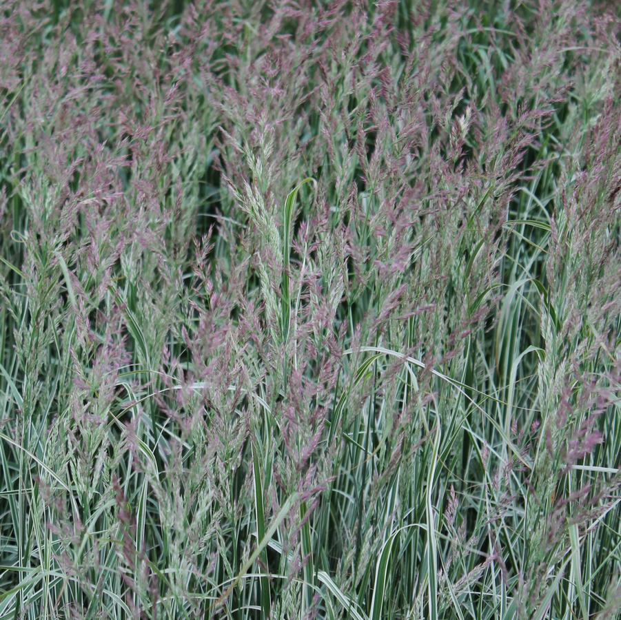 Calamagrostis acutiflora 'Overdam' - Variegated Feather Reed Grass from Hoffie Nursery