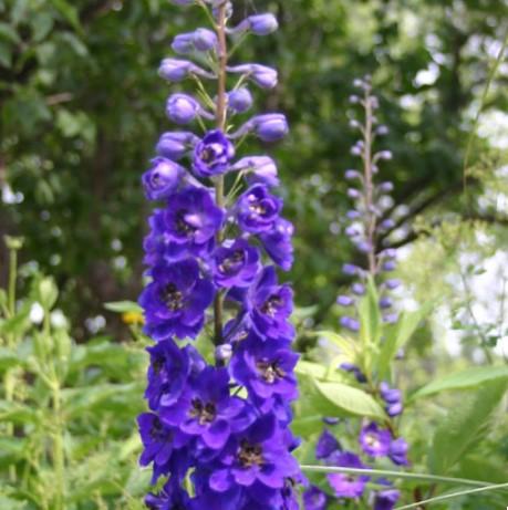 Delphinium 'Black Knight' - Larkspur from Hoffie Nursery