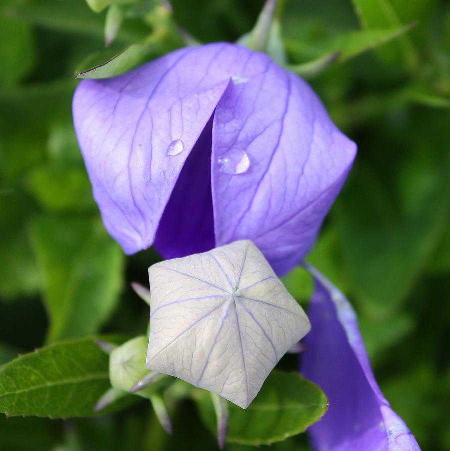 Platycodon grandiflorus 'Sentimental Blue' - Balloon Flower from Hoffie Nursery