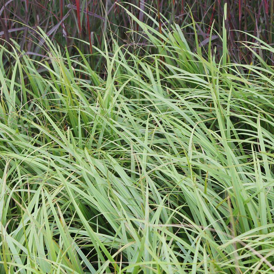 Calamagrostis arundinacea var. brachytricha - Fall Blooming Reed Grass from Hoffie Nursery