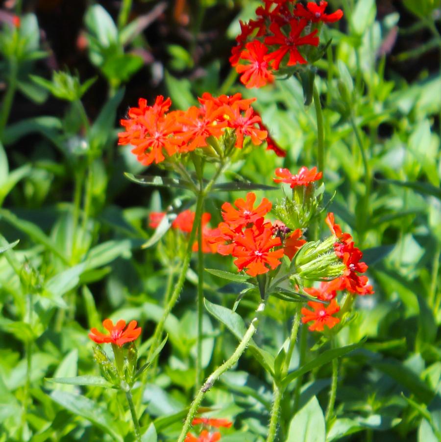 Lychnis chalcedonica - Catchfly, Maltese Cross from Hoffie Nursery