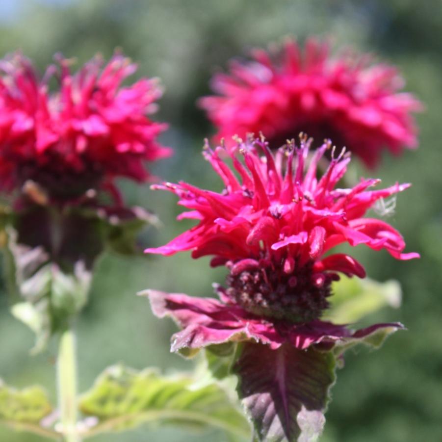 Monarda didyma 'Fireball' - Bee Balm from Hoffie Nursery