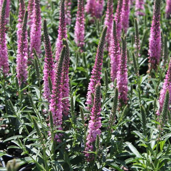 Veronica 'Giles Van Hees' - Speedwell from Hoffie Nursery