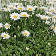 Leucanthemum superbum 'Becky' - Shasta Daisy from Hoffie Nursery