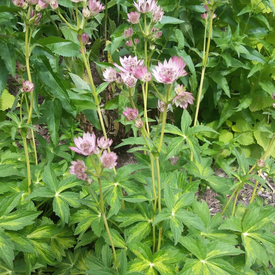 Astrantia major 'Masterpiece' - Masterwort from Hoffie Nursery