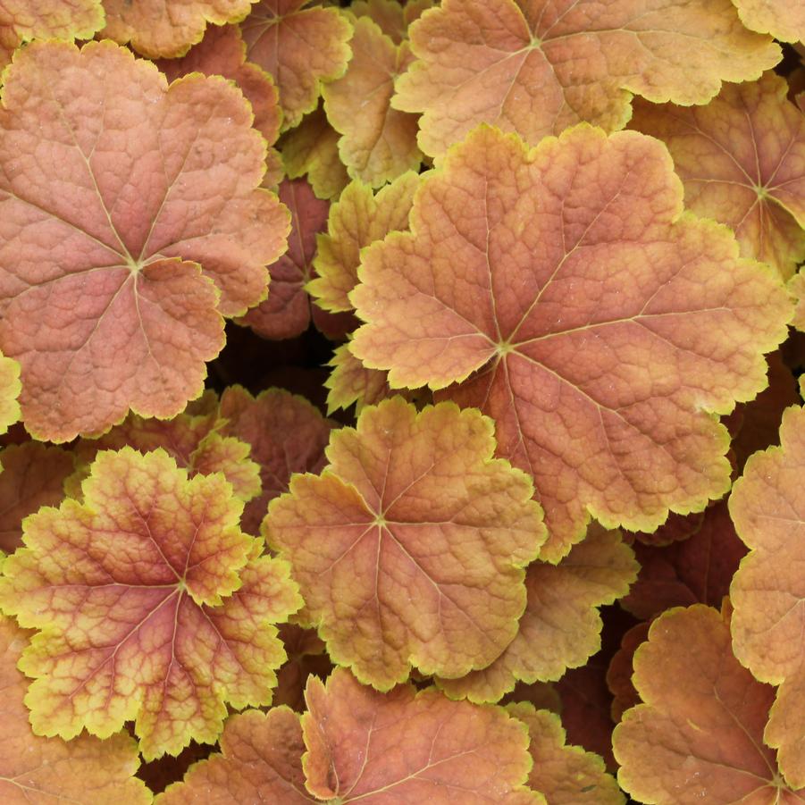Heuchera 'Tiramisu' - Coral Bells from Hoffie Nursery