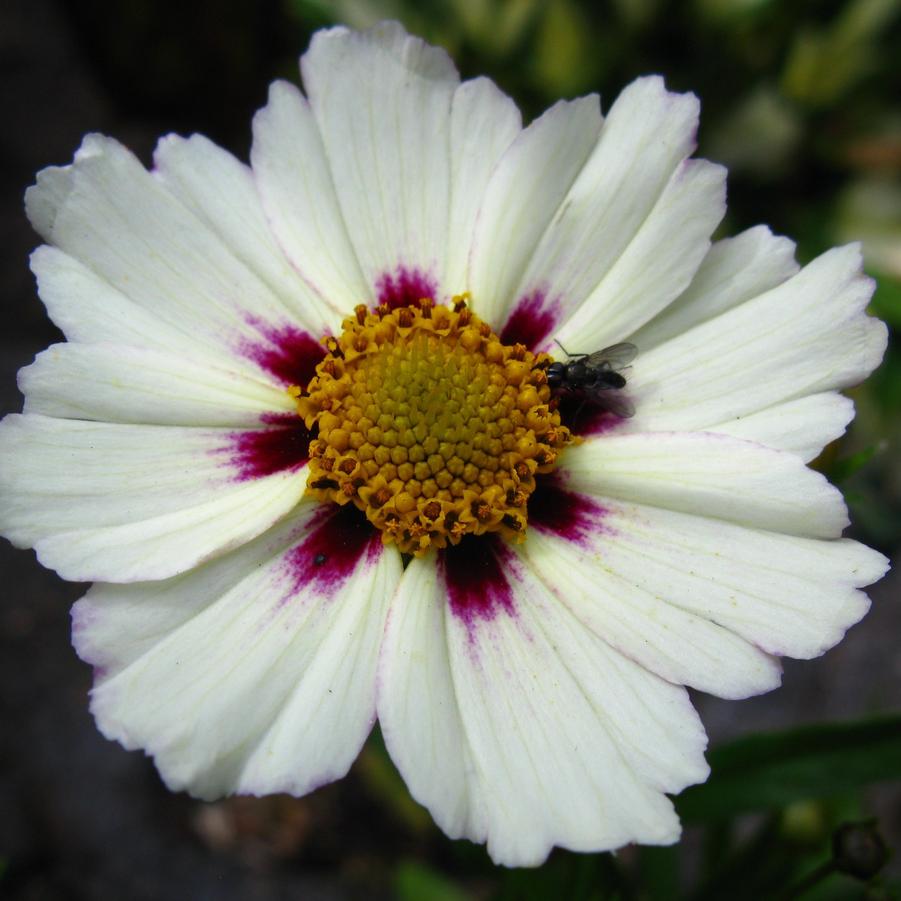 Coreopsis Big Bang 'Star Cluster' - Tickseed from Hoffie Nursery