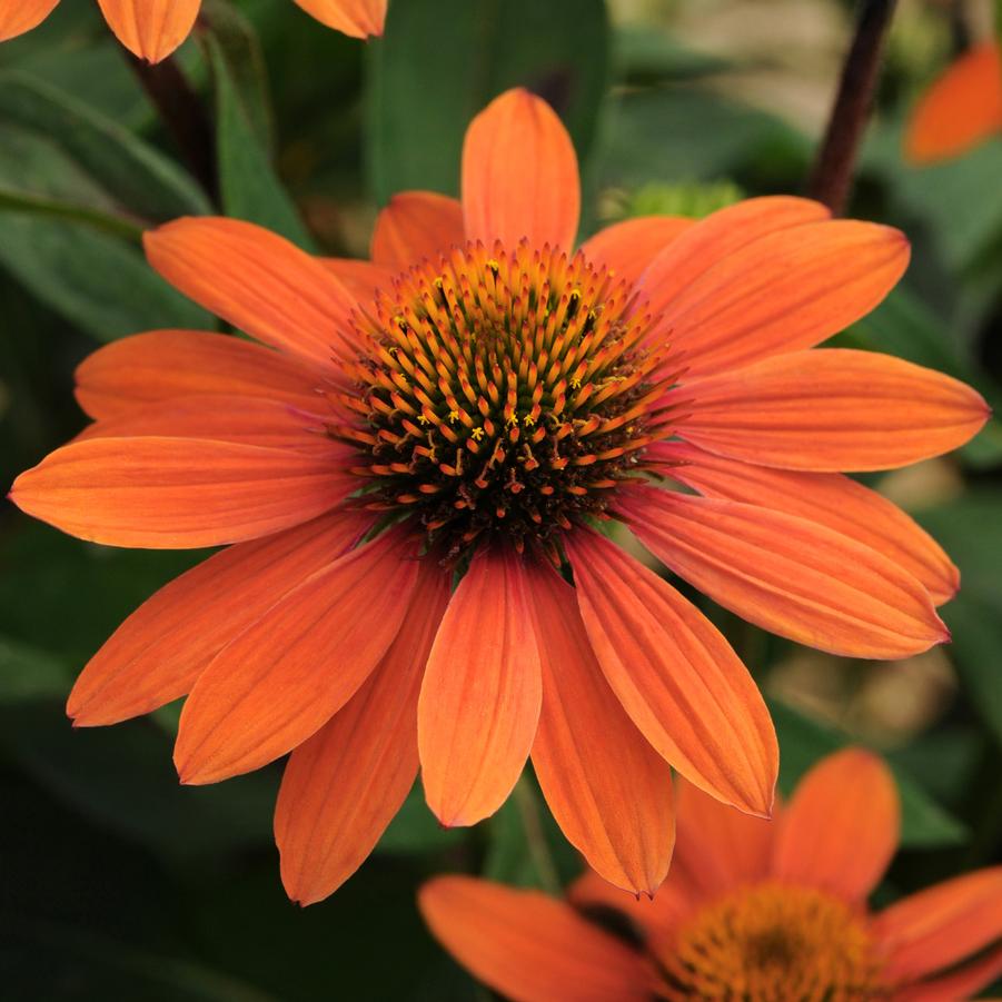 Echinacea Sombrero® Adobe Orange - Coneflower from Hoffie Nursery
