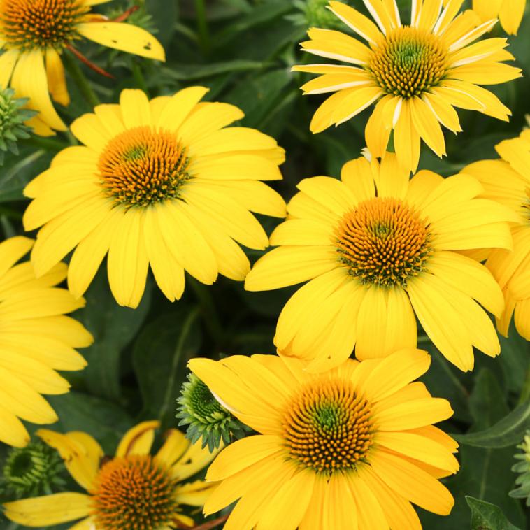 Echinacea Sombrero® Lemon Yellow - Coneflower from Hoffie Nursery