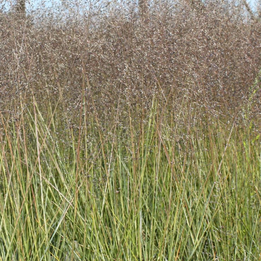 Sporobolus heterolepis 'Tara' - Prairie Dropseed from Hoffie Nursery