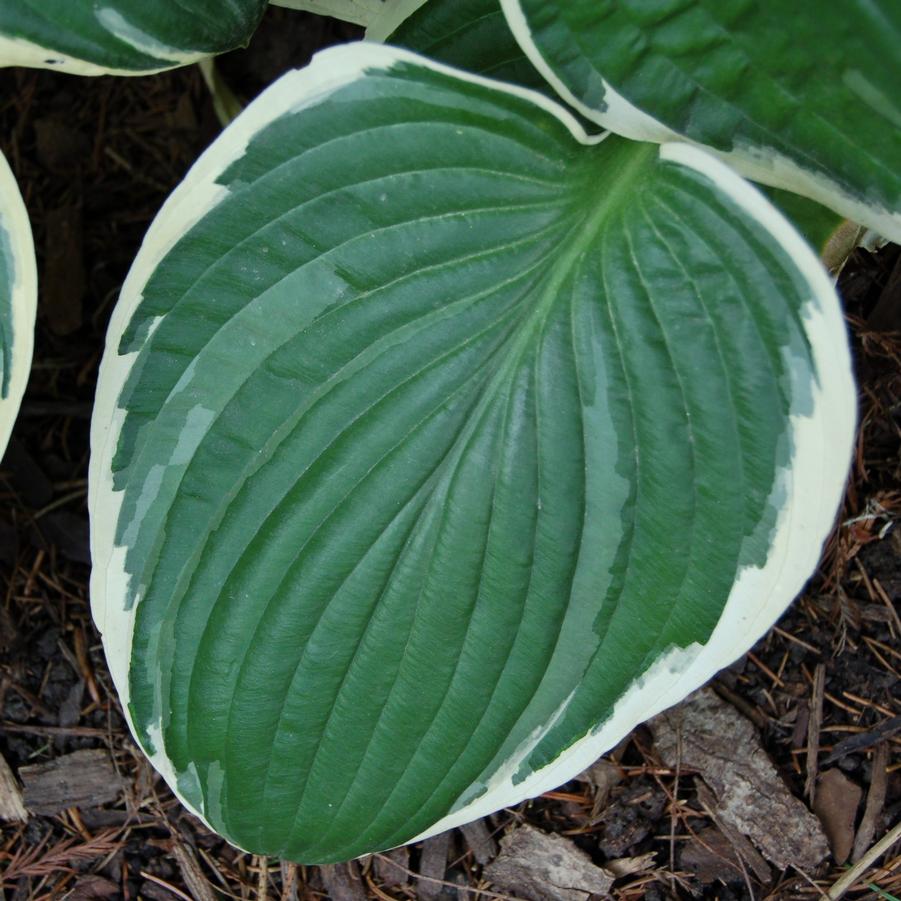 Hosta 'Francee' - Plantain Lily from Hoffie Nursery