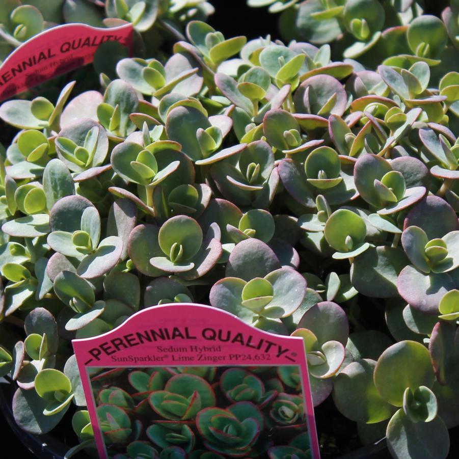 Sedum Sunsparkler® 'Lime Zinger' - Stonecrop from Hoffie Nursery