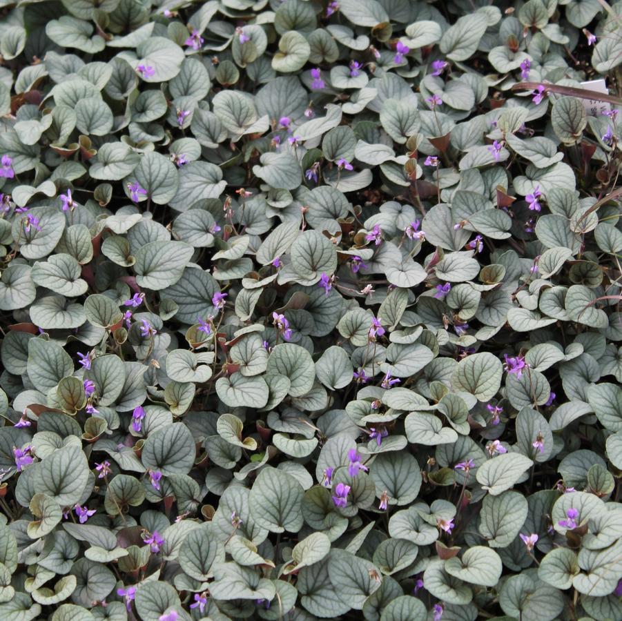 Viola walteri 'Silver Gem' - Prostrate Blue Violet from Hoffie Nursery