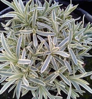 Dianthus 'Edgehog' - Variegated Cheddar Pinks from Hoffie Nursery
