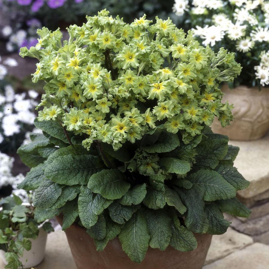 Primula polyantha 'Francesca' - Primrose from Hoffie Nursery