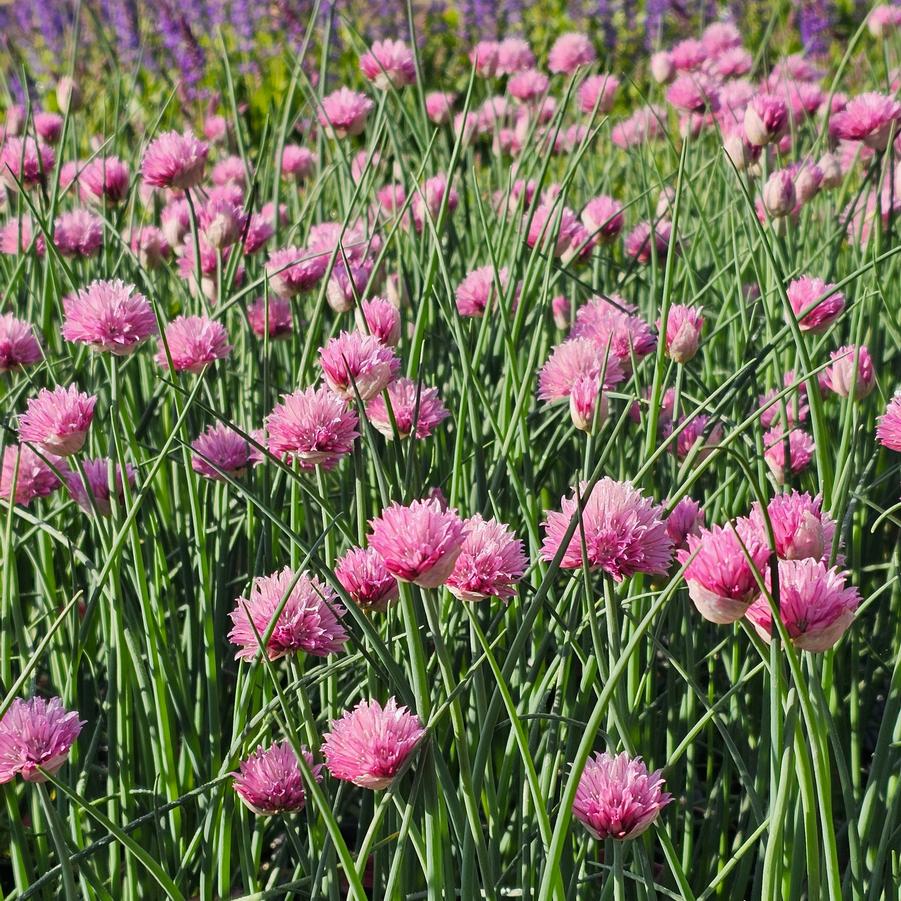 Allium schoenpraesum 'Forescate' - Pink Chives from Hoffie Nursery