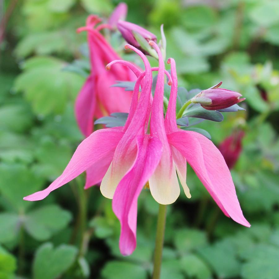 Aquilegia 'Spring Magic Rose and Ivory' - Columbine from Hoffie Nursery