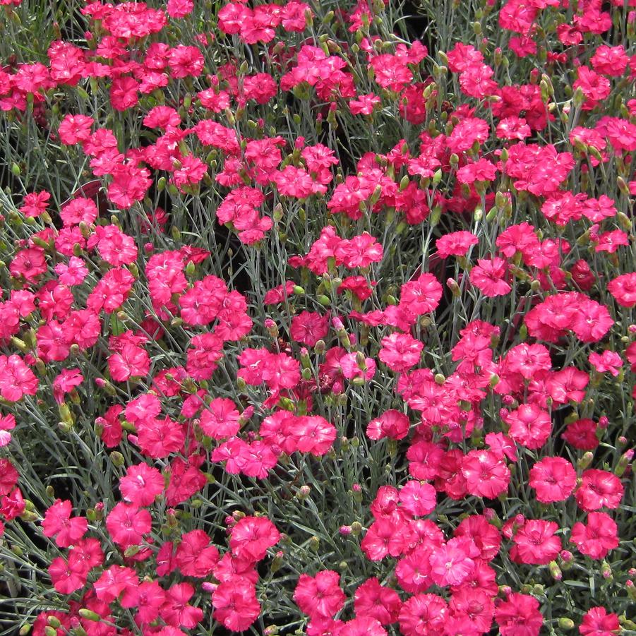 Dianthus allwoodii 'Frosty Fire' - Border Pinks from Hoffie Nursery