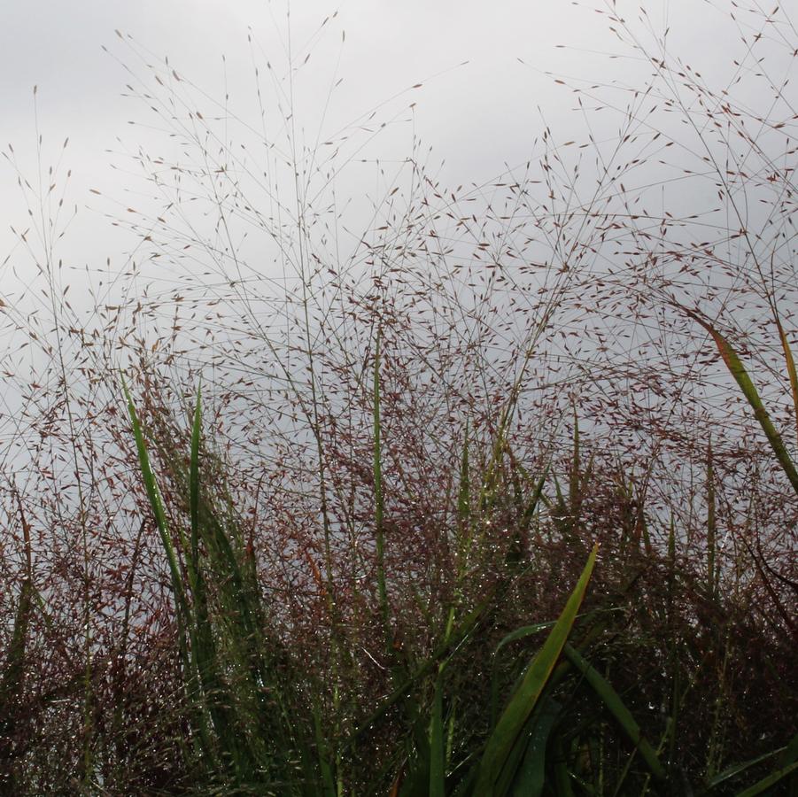 Eragrostis spectabilis - Purple Lovegrass from Hoffie Nursery