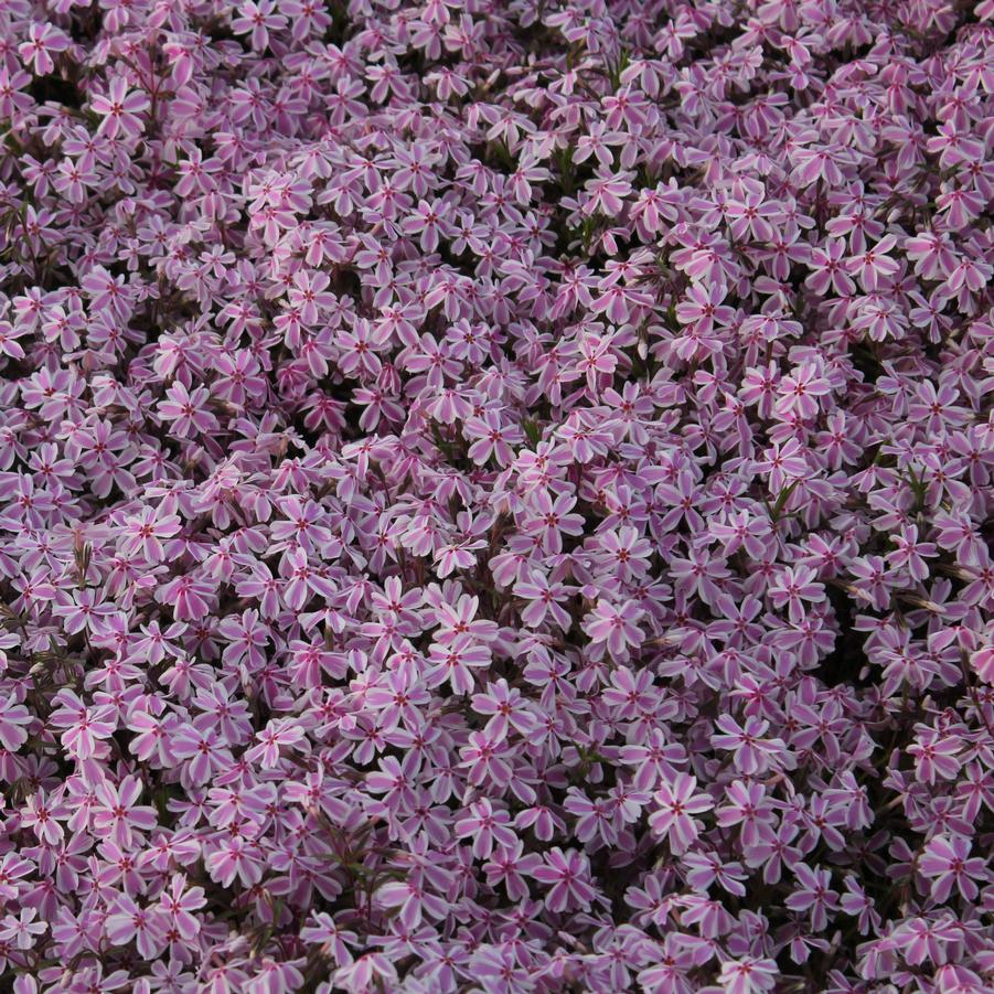 Phlox subulata 'Candy Stripe' - Moss Phlox from Hoffie Nursery