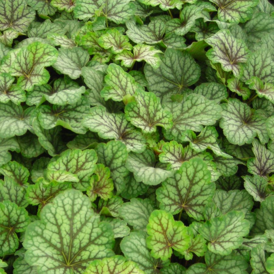 Heuchera americana 'Green Spice' - Coral Bells from Hoffie Nursery