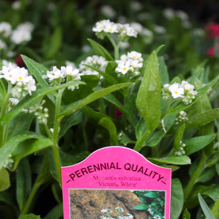 Myosotis sylvatica 'Victoria White' - Forget-Me-Not from Hoffie Nursery