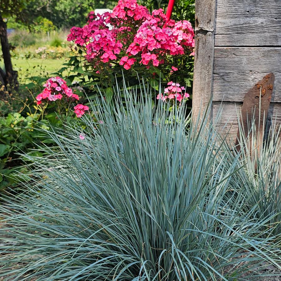 Helictotrichon sempervirens 'Sapphire' - Blue Oat Grass from Hoffie Nursery