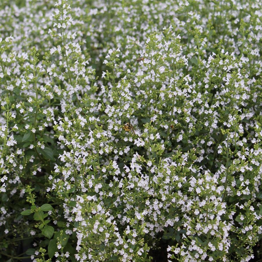 Calamintha nepeta var. nepeta - Calamint from Hoffie Nursery