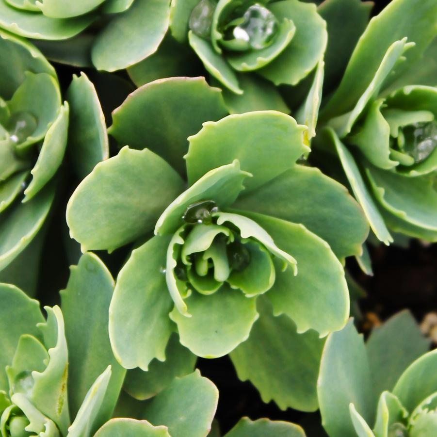 Sedum 'Autumn Joy' - Stonecrop from Hoffie Nursery