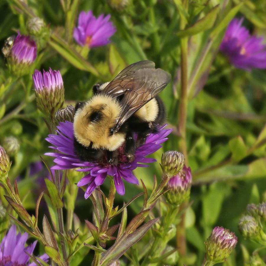 Aster dumosus 'Wood's Purple' - New York Aster from Hoffie Nursery
