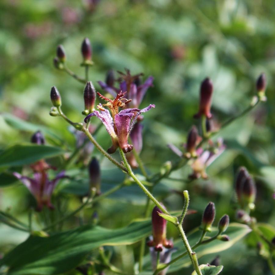 Tricyrtis formosana 'Gilt Edge' - Toad Lily from Hoffie Nursery
