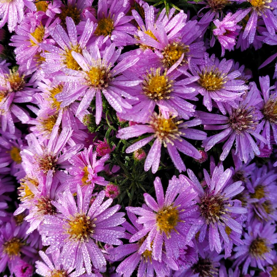 Aster dumosus 'Wood's Pink' - New York Aster from Hoffie Nursery
