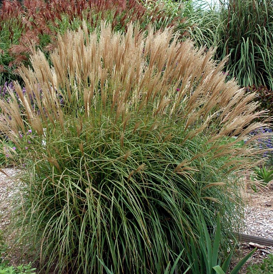 Miscanthus sinensis 'Adagio' - Maiden Grass from Hoffie Nursery