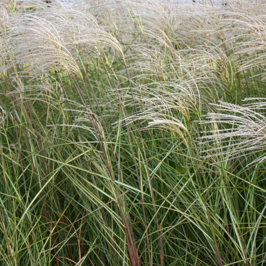 Miscanthus sinensis 'Graziella' - Maiden Grass from Hoffie Nursery