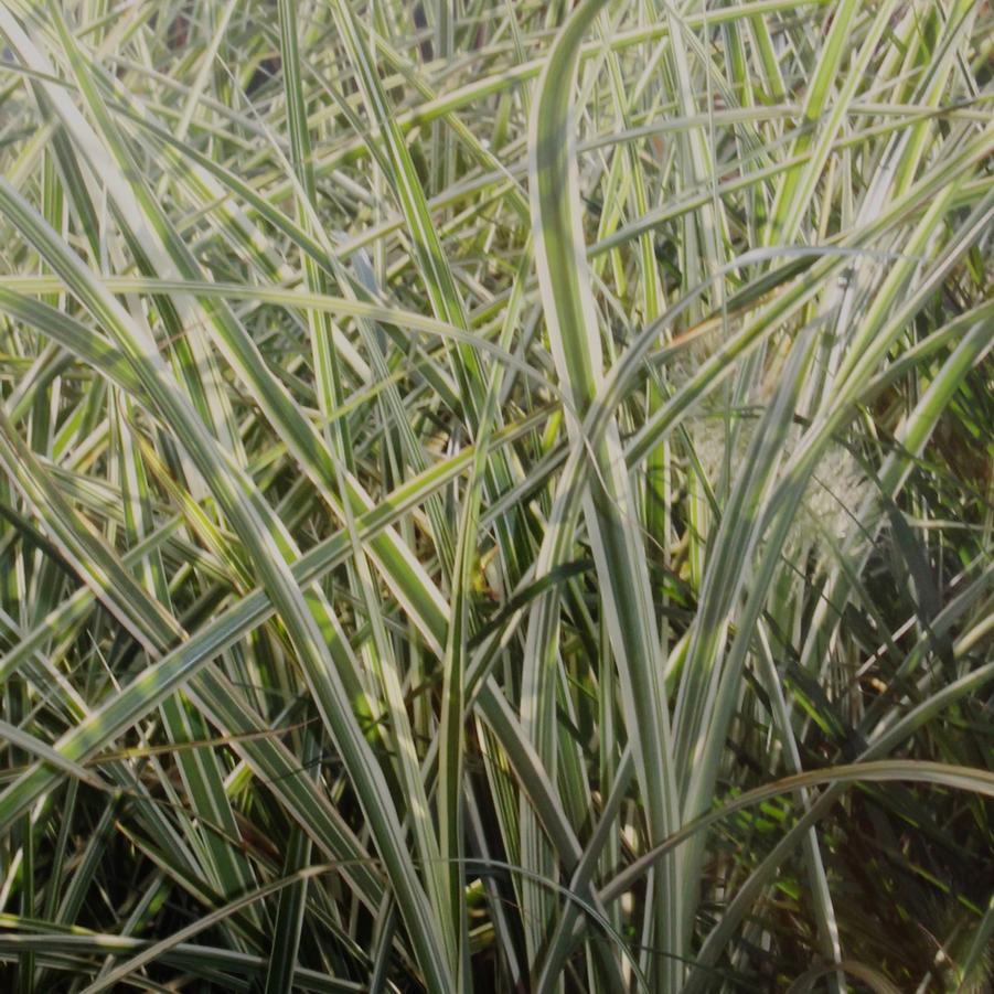 Miscanthus sinensis 'Variegatus' - Variegated Japanese Silver Grass from Hoffie Nursery