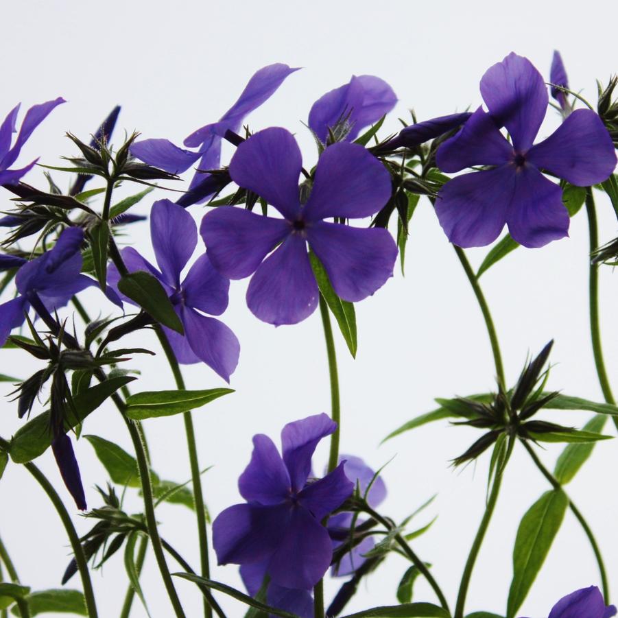 Phlox divaricata 'Blue Moon' - Woodland Phlox from Hoffie Nursery