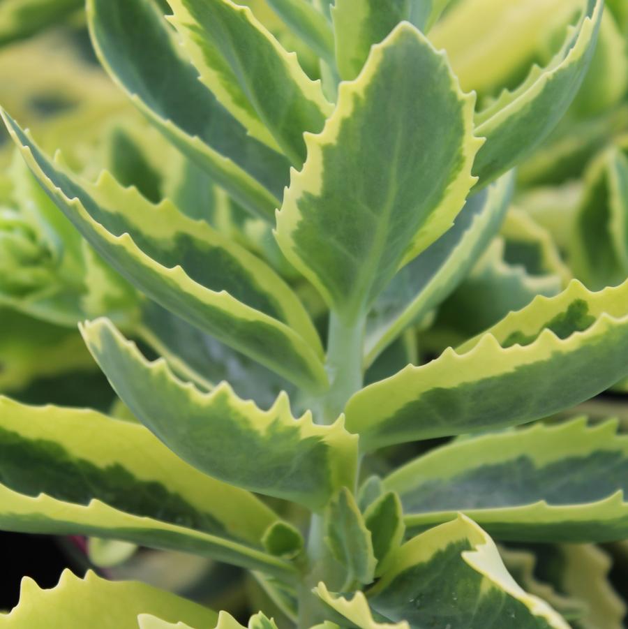 Sedum spectabilis 'Elsie's Gold' - Stonecrop from Hoffie Nursery