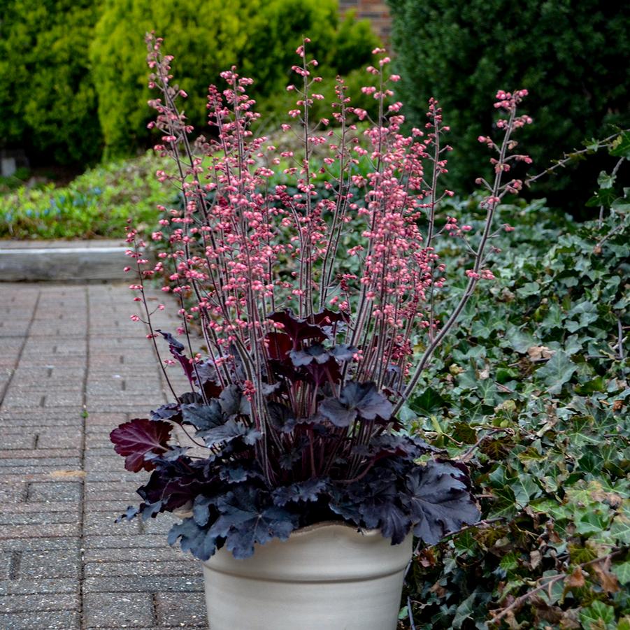 Heuchera 'Timeless Night' - Coral Bells from Hoffie Nursery