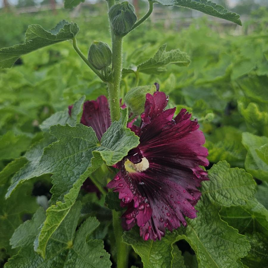Alcea rosea 'Queeny Purple' - Hollyhock from Hoffie Nursery