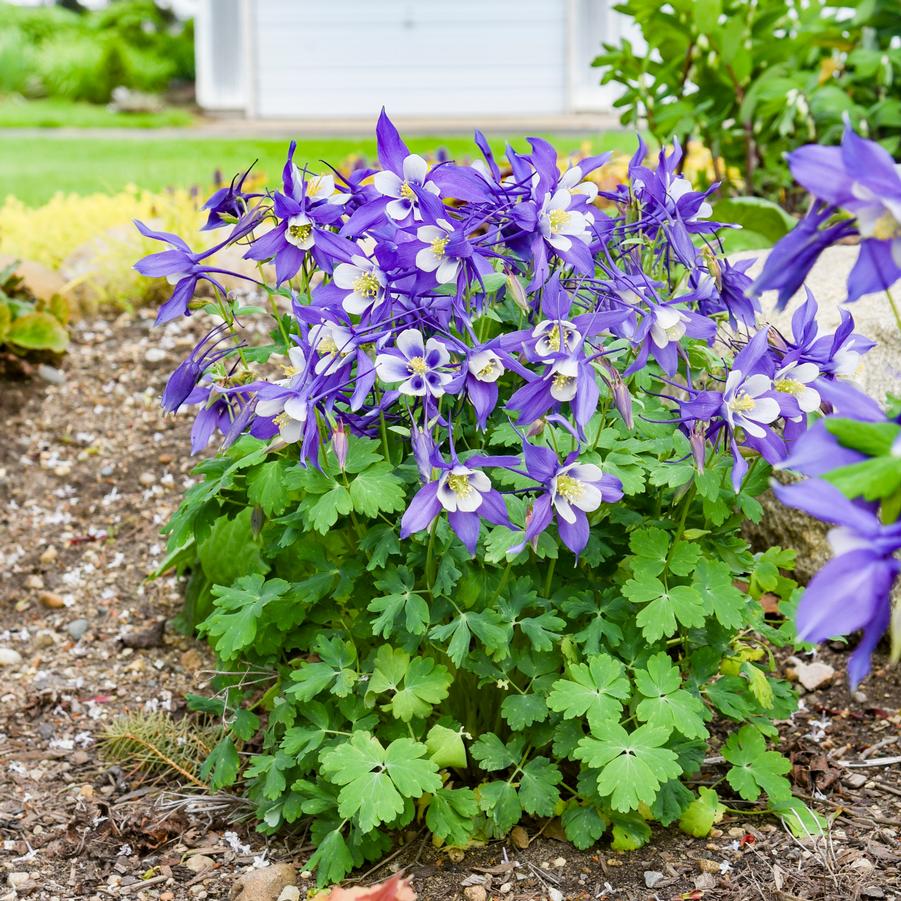 Aquilegia caerulea Kirigami™ 'Deep Blue & White' - Columbine from Hoffie Nursery